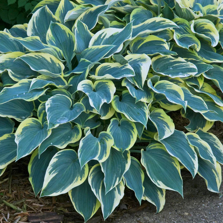 Hosta, First Frost #1