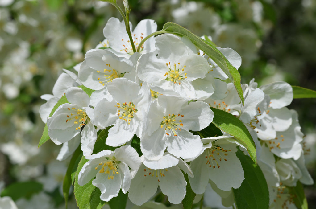 Snowdrift Crabapple #7 1"