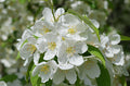 Snowdrift Crabapple #7 1"