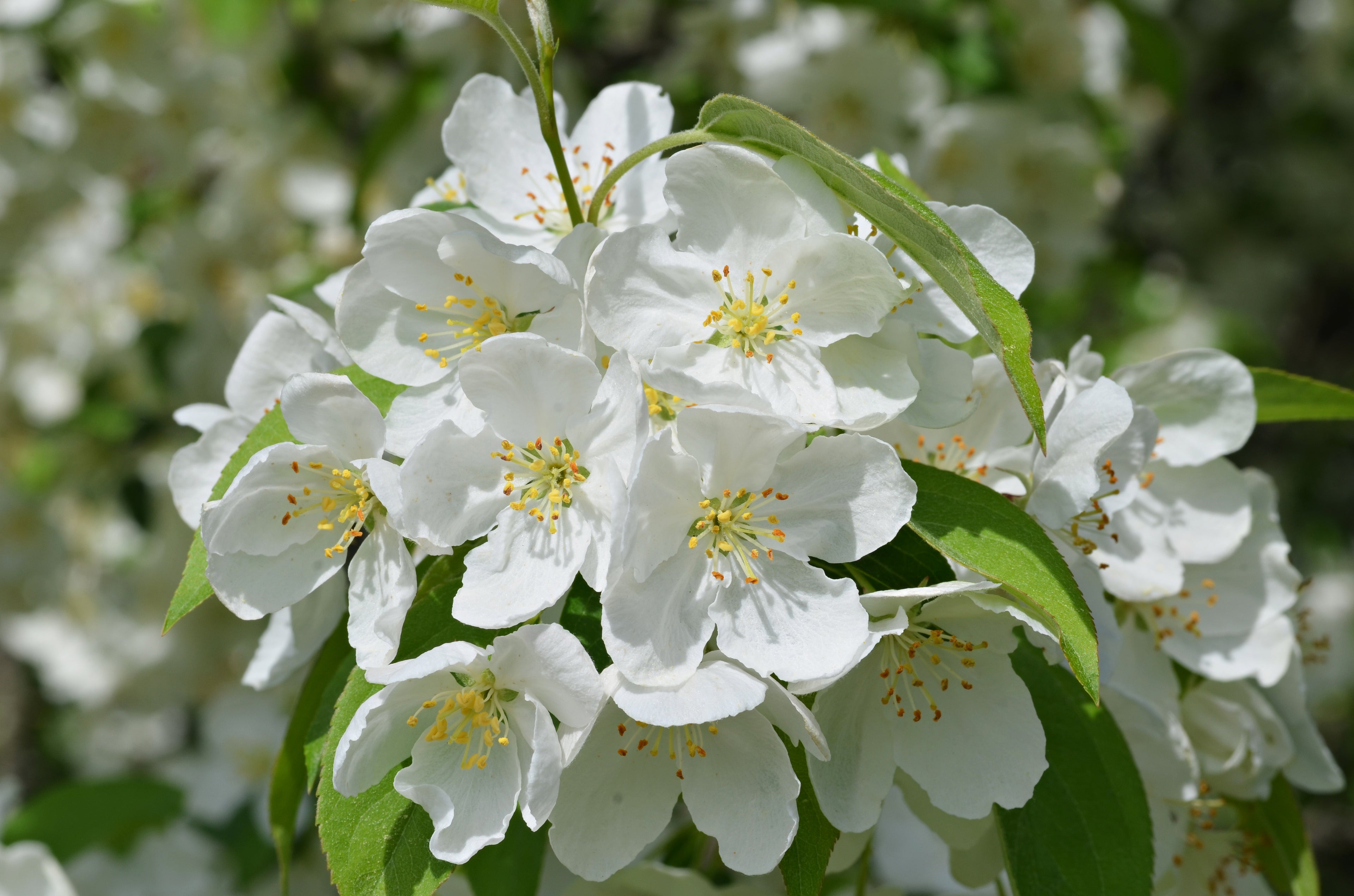 Snowdrift Crabapple #7 1"