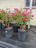 Rose, Morden Centennial