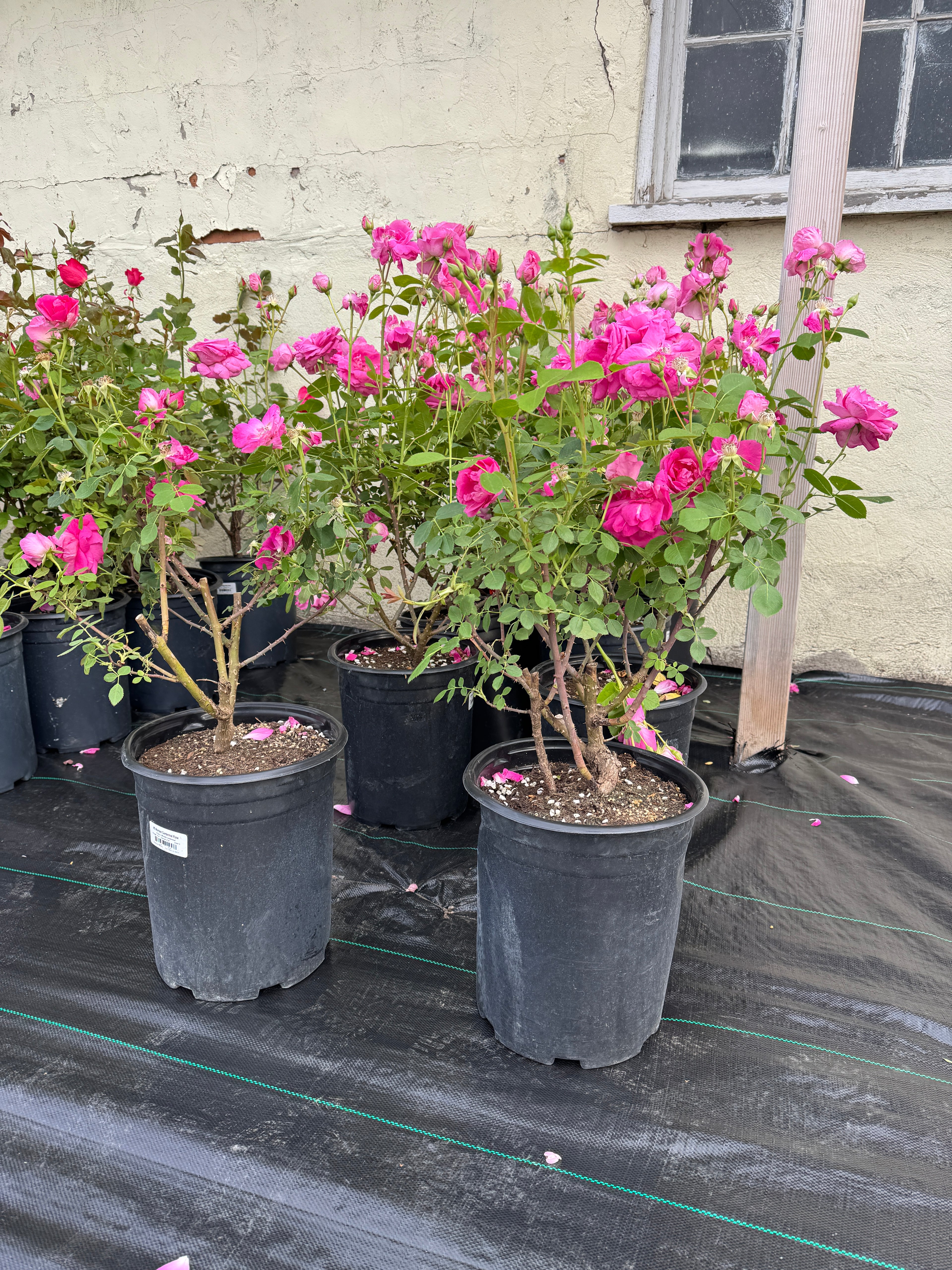 Rose, Morden Centennial