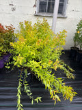 Spirea, Goldflame