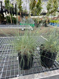 Blue Idaho Fescue Grass, Siskiyou
