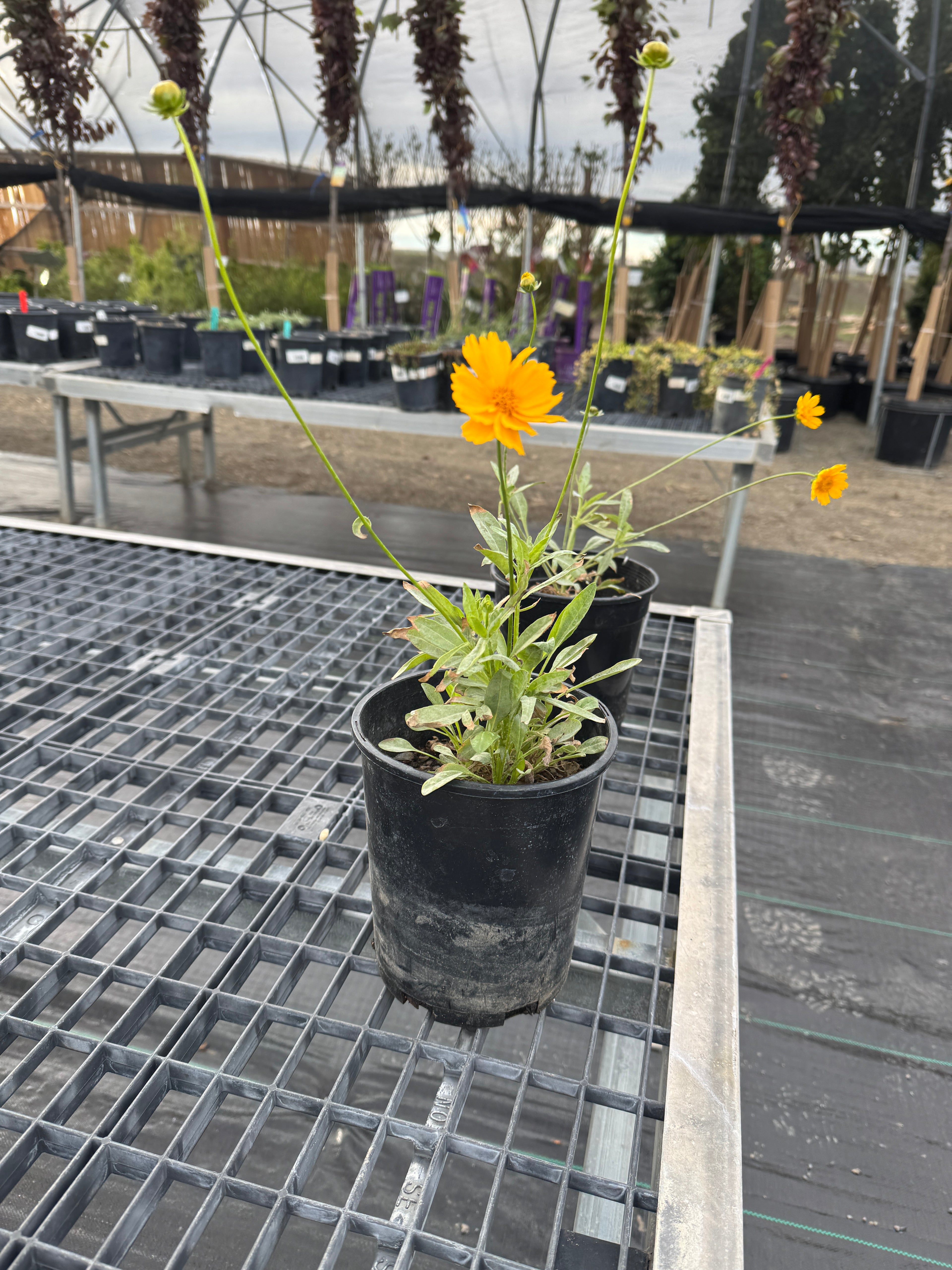 Coreopsis, jethro tull