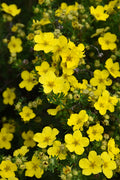 Potentilla, Dakota Sunspot