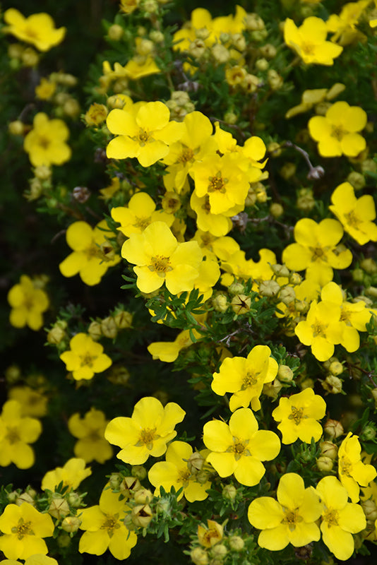 Potentilla, Dakota Sunspot