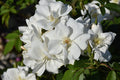 Rose, Morden Snow Beauty