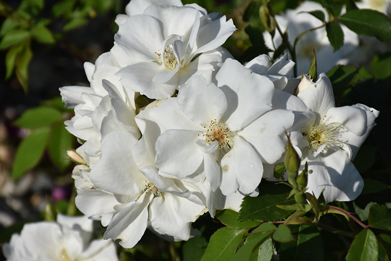 Rose, Morden Snow Beauty