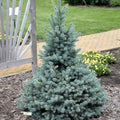 'Sester Dwarf'® Spruce #5 18"-24"