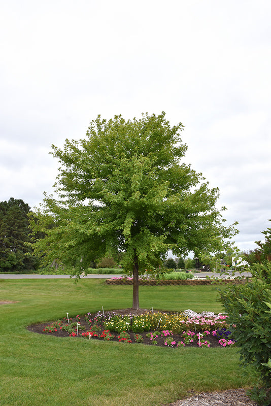 Sienna Glen Maple #10