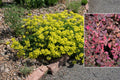 Buckwheat, Kannah Creek, #1