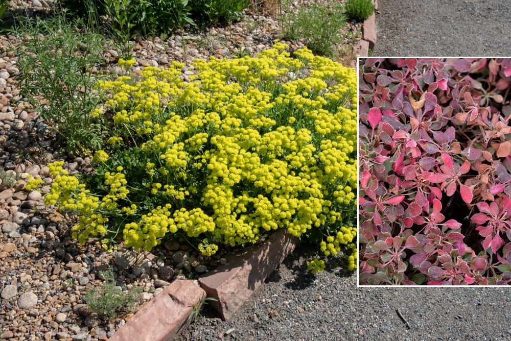 Buckwheat, Kannah Creek, #1