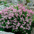 Syr meyeri Palibin Dwf Korean Lilac-lilac   Ct  #5