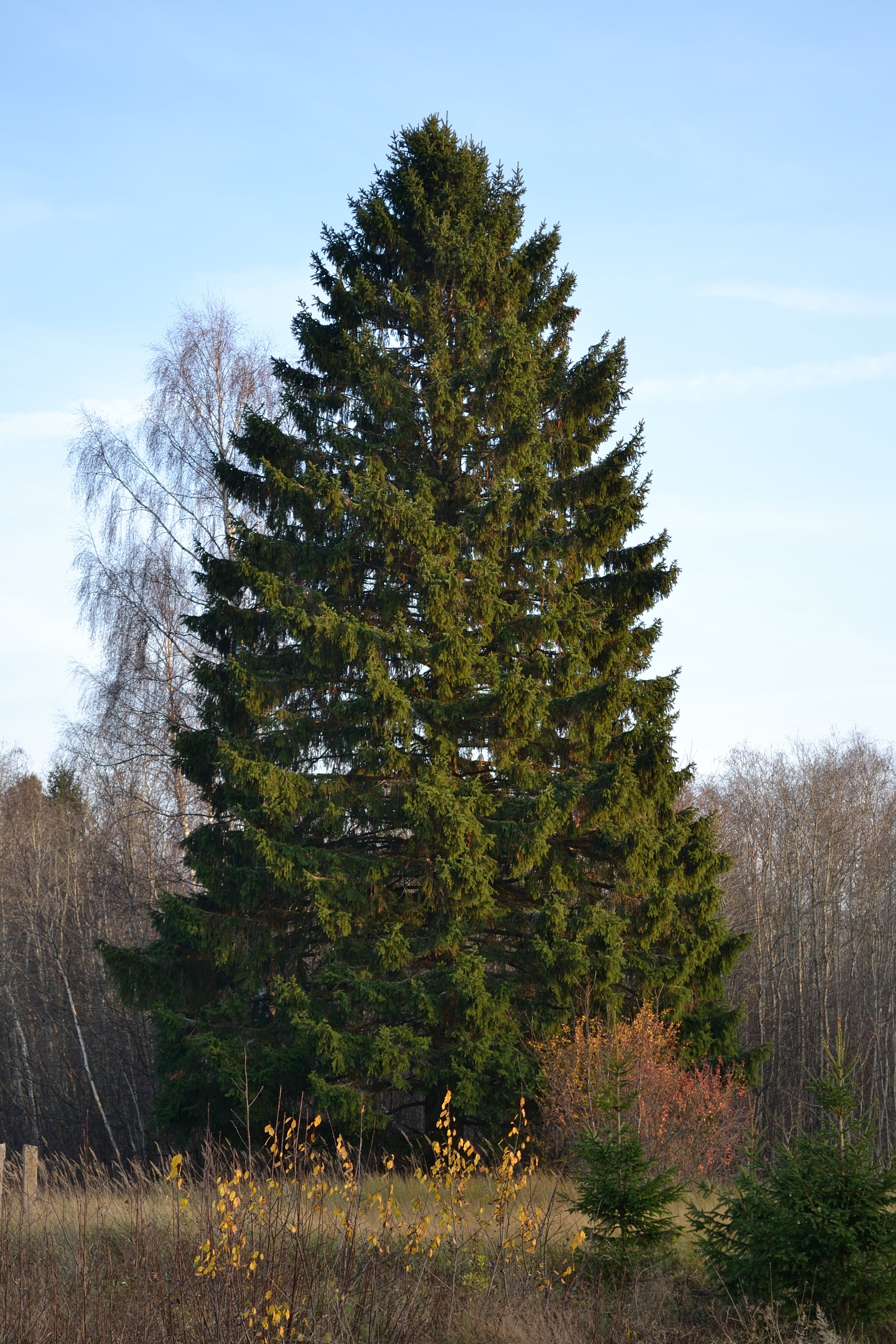 Royal Splendor® Norway Spruce #15 5' Conservation