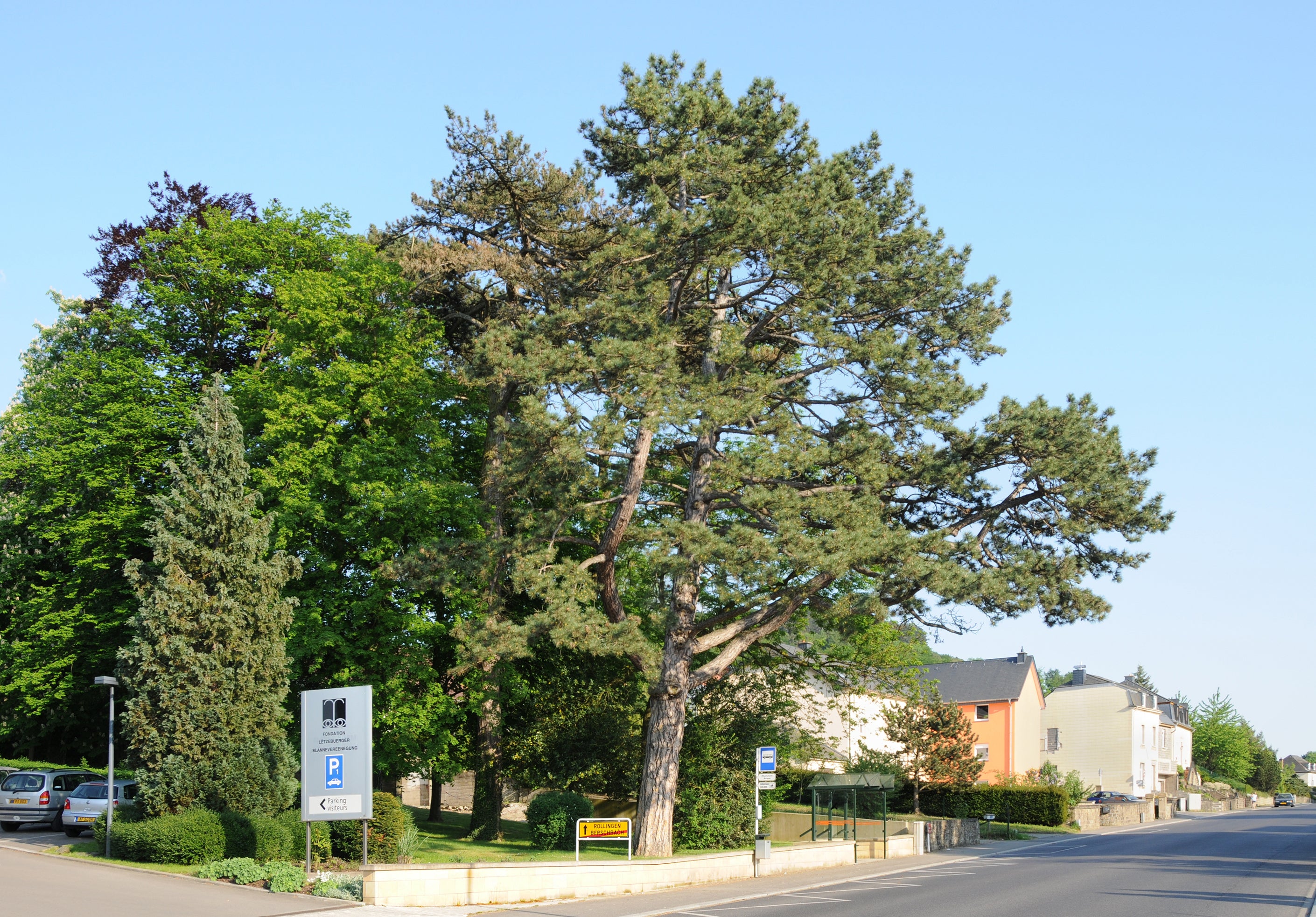 Austrian Pine #25 6'-7'