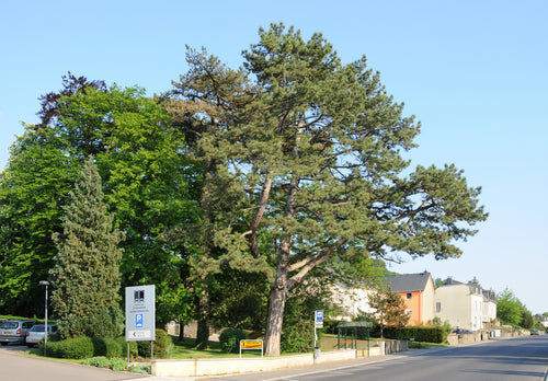 Austrian Pine #25 6'-7'