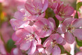 Thunderchild Crabapple (Malus 'Thunderchild')
