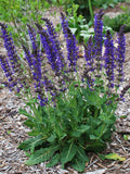 Salvia, May Night, #1