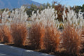 Flame Grass (Miscanthus 'Purpurascens')