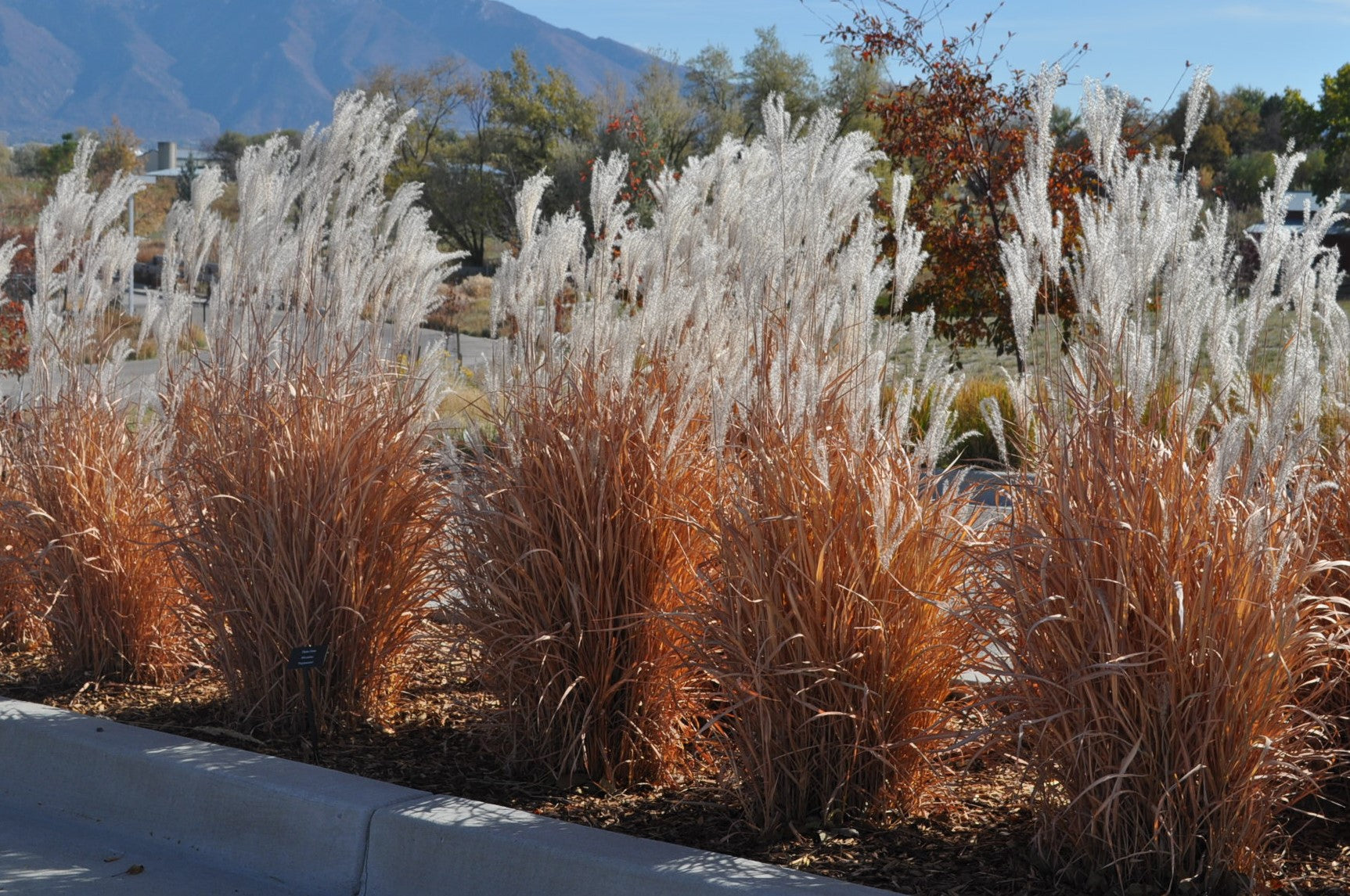 Flame Grass (Miscanthus 'Purpurascens')