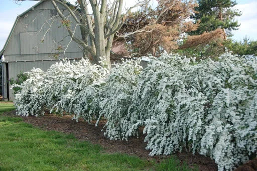 Renaissance Spirea #2 Shrub