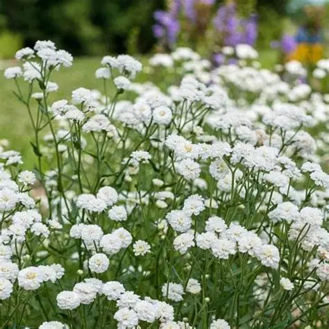 Achillea ptarmica Peter Cottontail PP31,756   Ct  #1