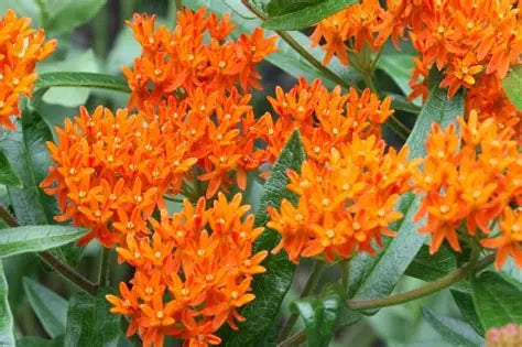 Asclepias tuberosa Butterfly Flower-orange   Ct  #1