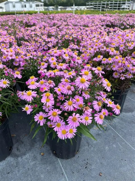Aster dumosus Wood's Pink   Ct  #1