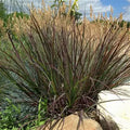 Andropogon gerardii Blackhawks PP27,949   Ct  #3