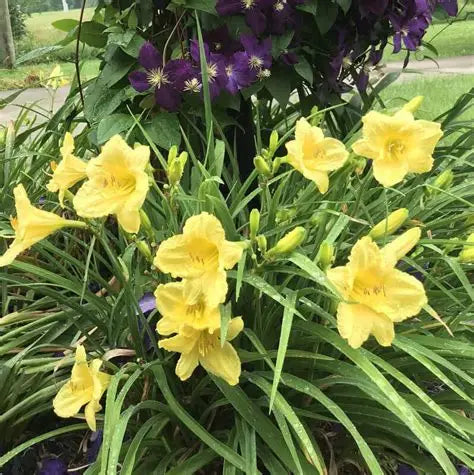 Hem Happy Returns Daylily-yellow   Ct  #1