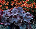 Heuchera Northern Exposure™ Black PP30,583   Ct  #1