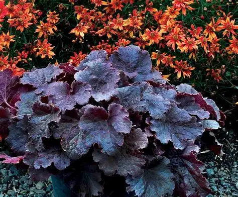 Heuchera Northern Exposure™ Black PP30,583   Ct  #1