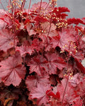 Heuchera Northern Exposure™ Red PP29,420   Ct  #1