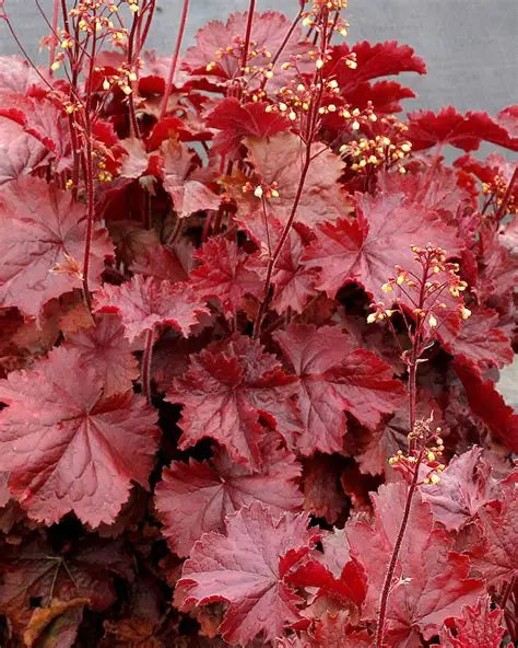 Heuchera Northern Exposure™ Red PP29,420   Ct  #1