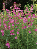 Penstemon, Red Rocks