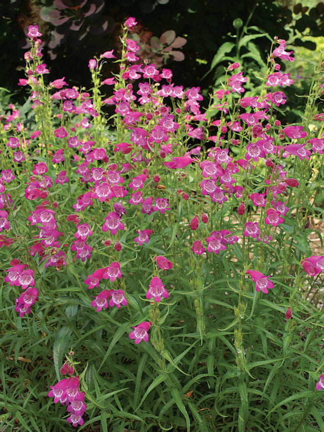 Penstemon, Red Rocks