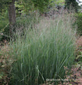 Heavy Metal Switch Grass (Panicum virgatum 'Heavy Metal')