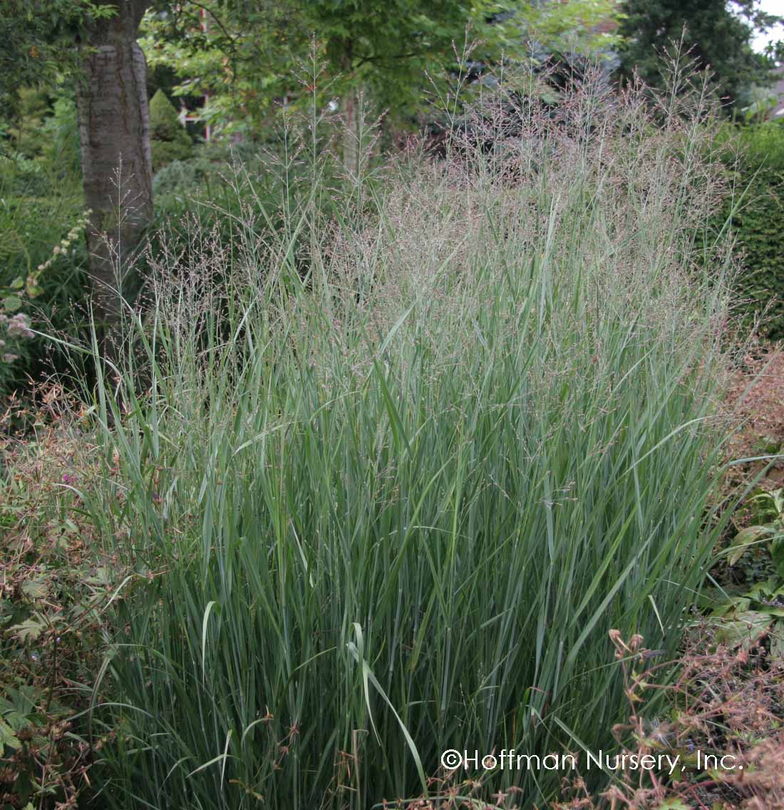 Heavy Metal Switch Grass (Panicum virgatum 'Heavy Metal')