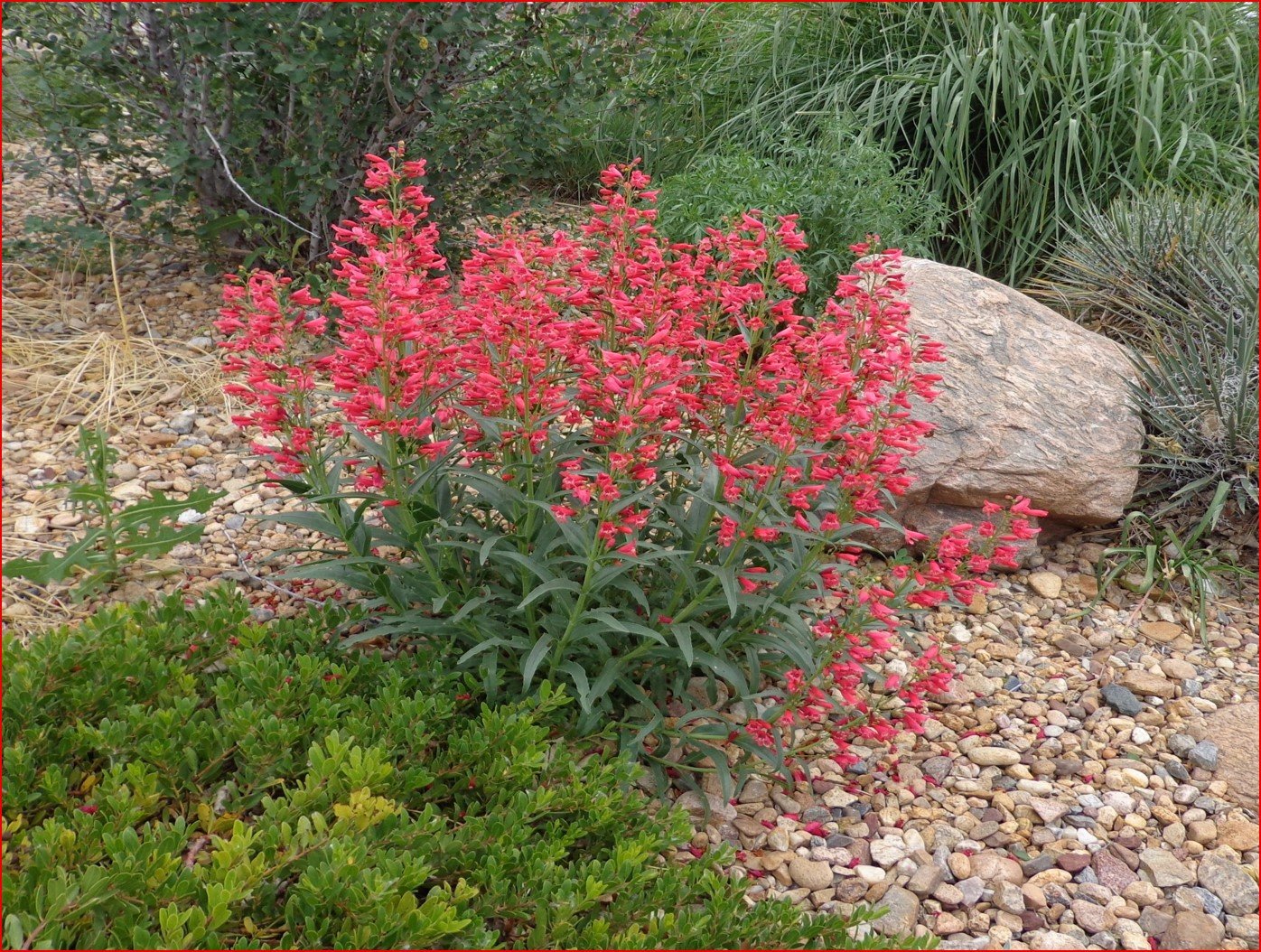 Penstemon, coral baby #1