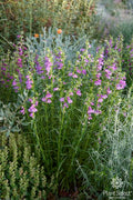 Penstemon, Shadowmountain