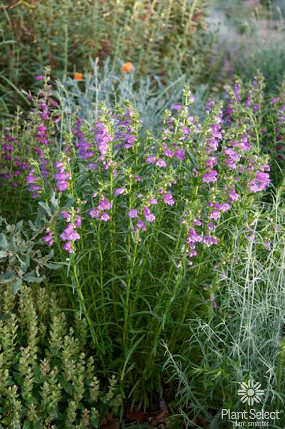 Penstemon, Shadowmountain