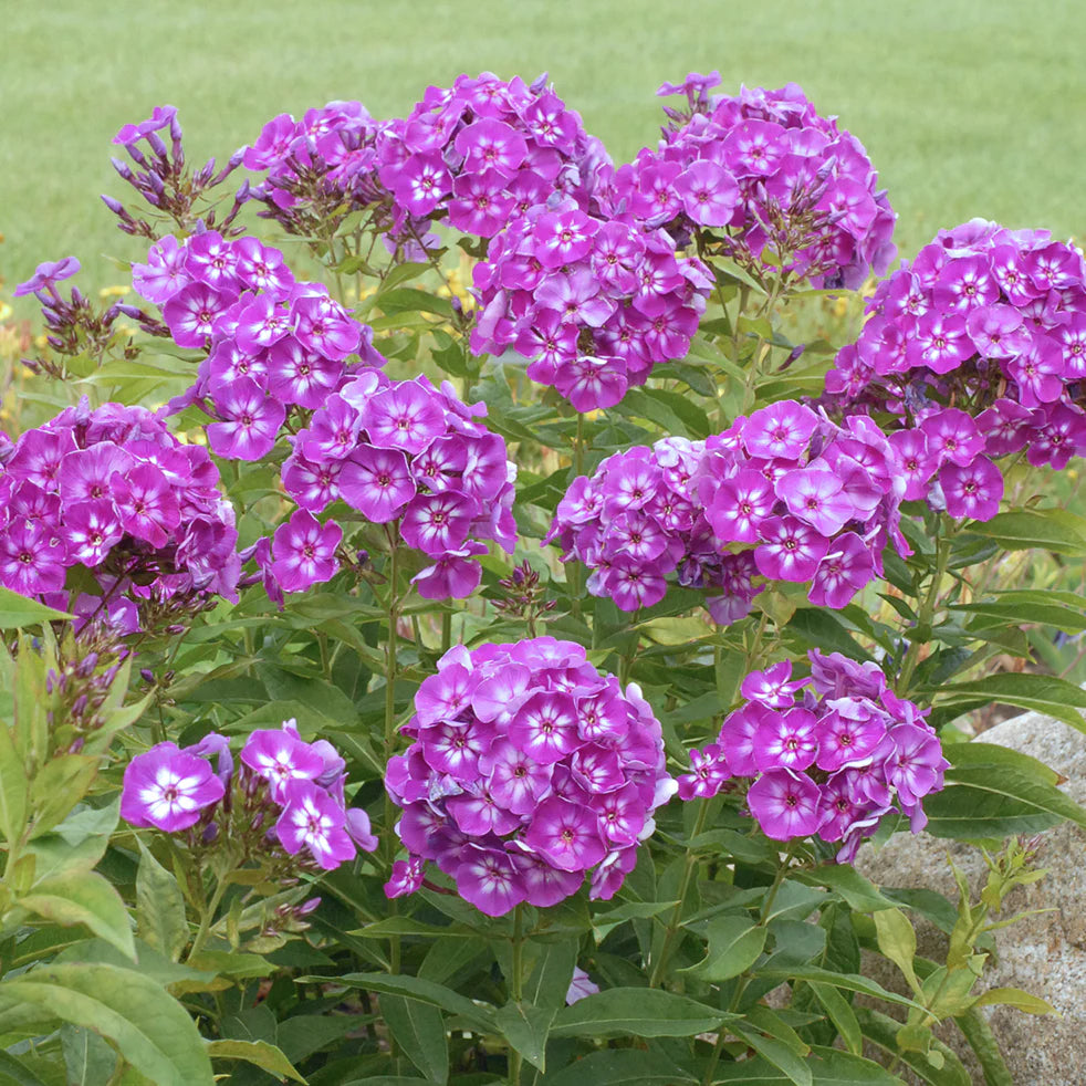 Phlox, Laura #1