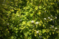 Dart's Gold Ninebark #5 Shrub