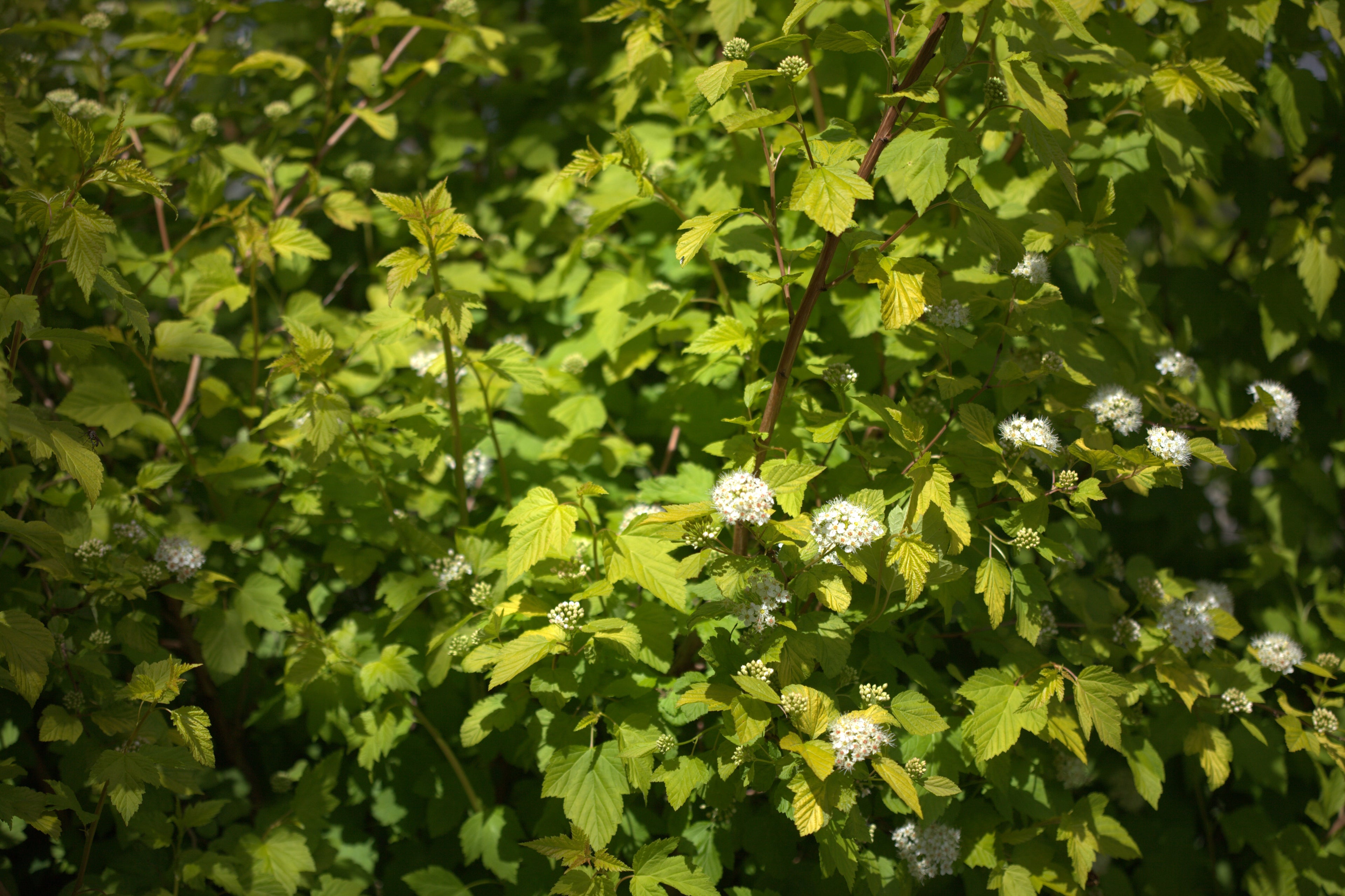 Dart's Gold Ninebark #5 Shrub