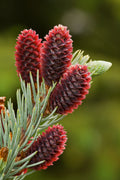 Colorado Green Spruce Econ. #20 5'-6'