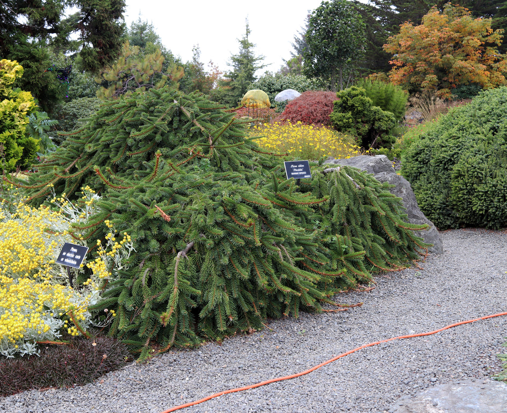 Weeping Norway Spruce #7 4'-5'