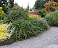 Weeping Norway Spruce #7 4'-5'