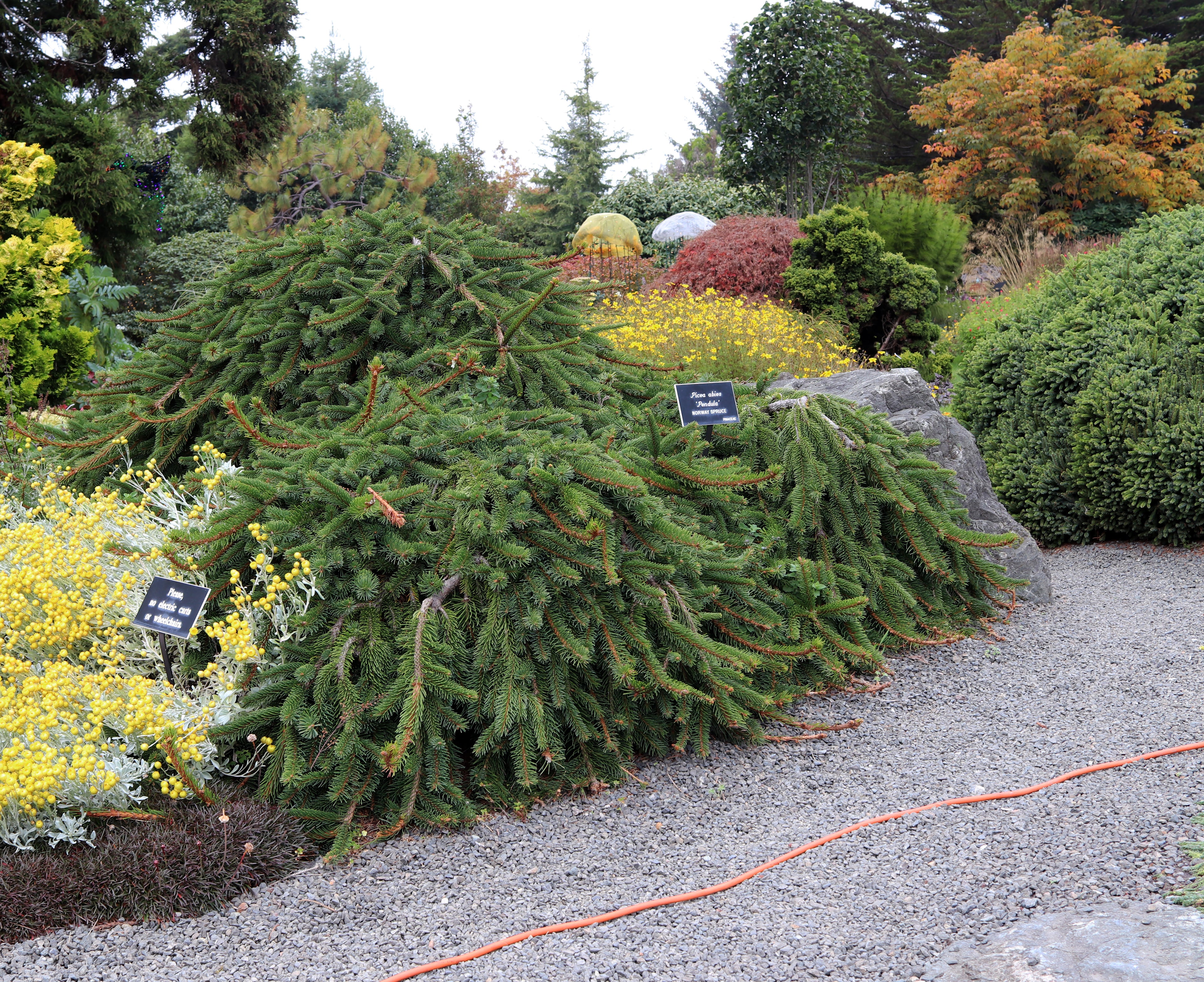 Weeping Norway Spruce #7 4'-5'