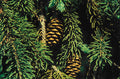 Black Hills Spruce #2 15"-18" cg lo